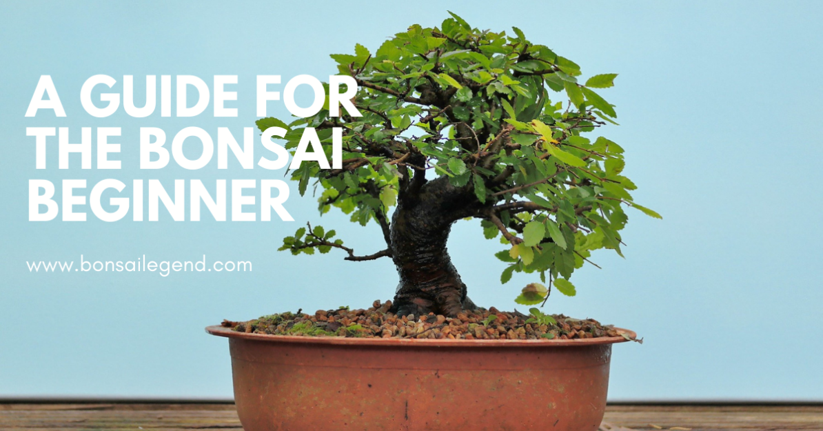 A Guide for the Bonsai Beginner Bonsai Legend