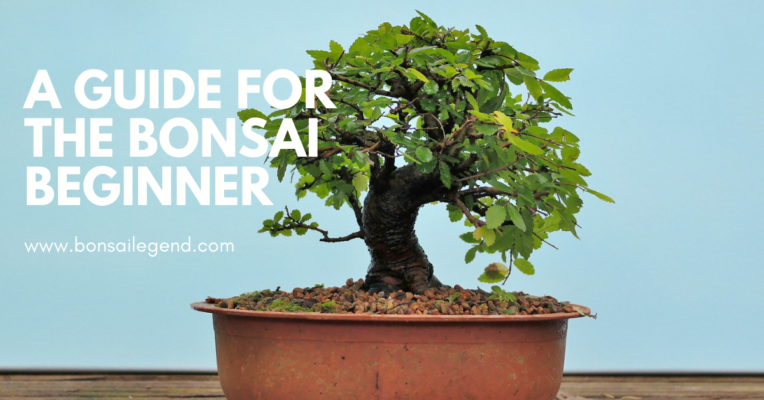 A Guide For The Bonsai Beginner