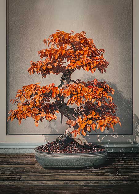 Bonsai in Autumn