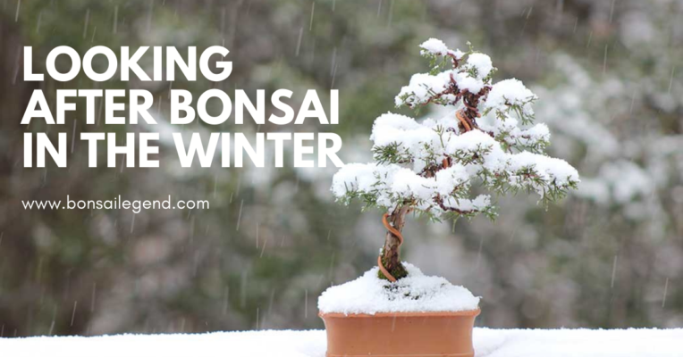 Looking After Bonsai In Winter