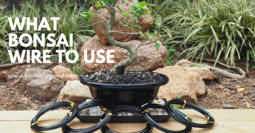 What Bonsai wire to use Bonsai Legend