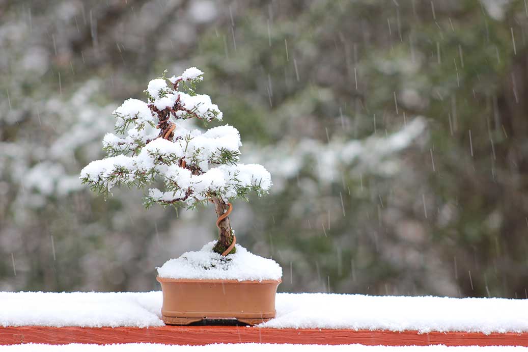 How to Look after Bonsai in the winter | Bonsai Legend