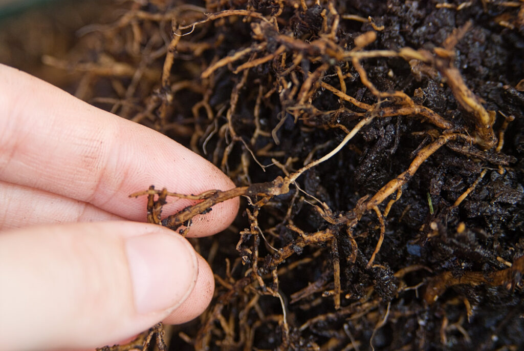 Rotten Bonsai Roots