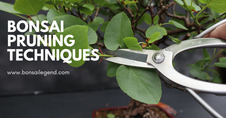 Bonsai Pruning Techniques