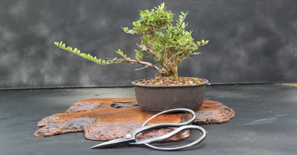 Mekiri - Cutting Bonsai With Scissors