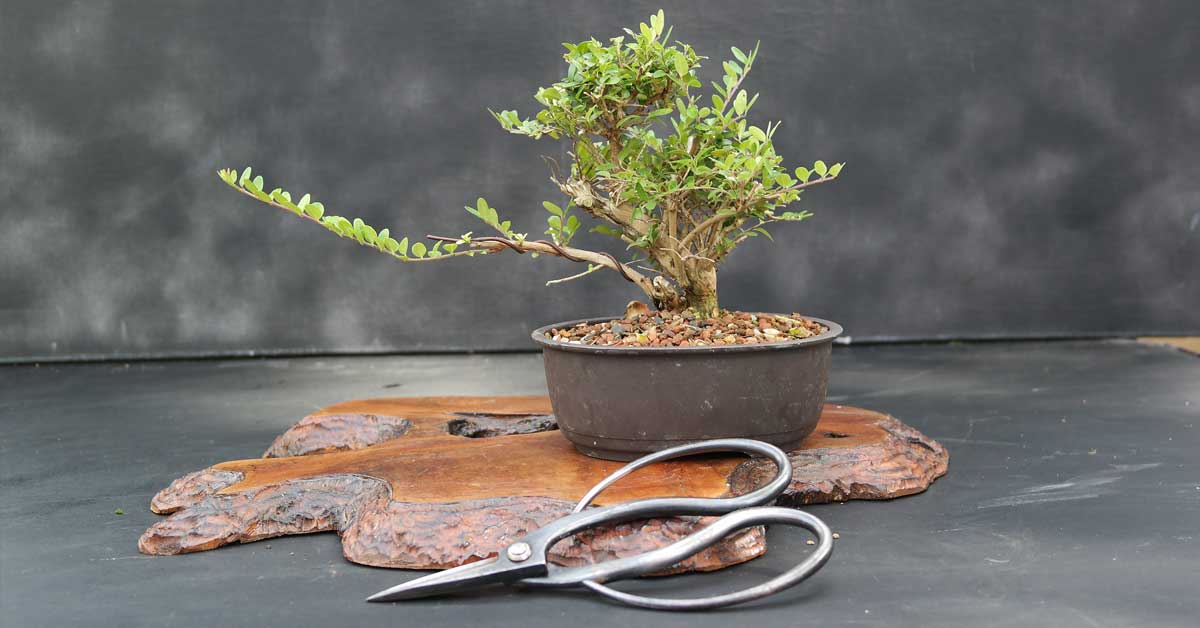 Bonsai Pruning Techniques Bonsai Legend
