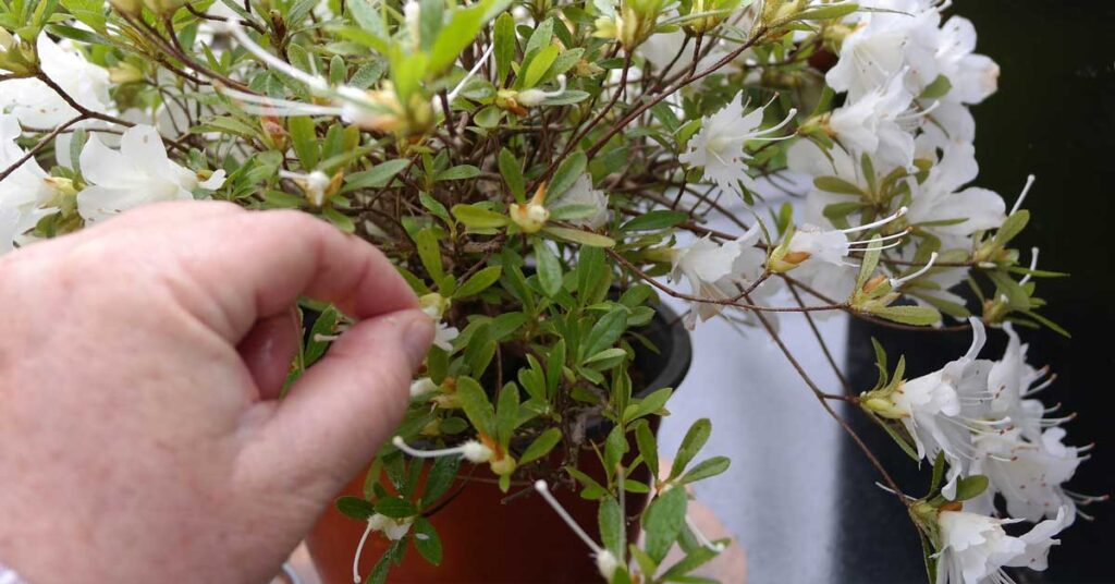 Metsumi - Pruning Bonsai With Fingers